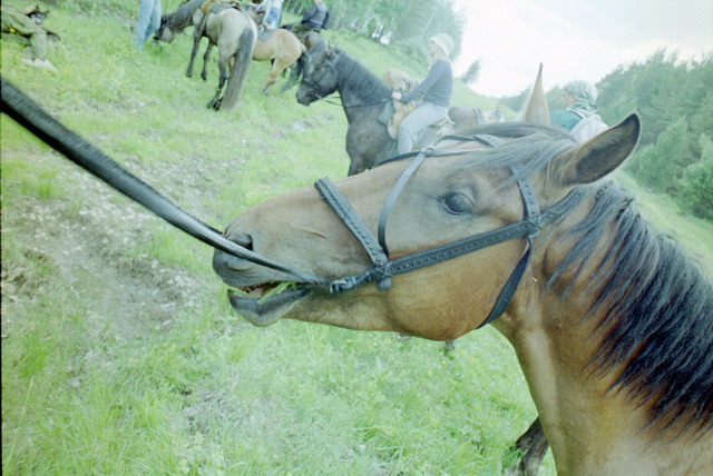 Фотки: Башкирия, кони...