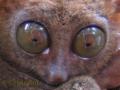 Eyes of tarsier
